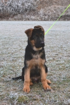 DSC 0455 kopie