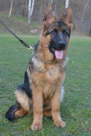 Weron 0435.JPG orez