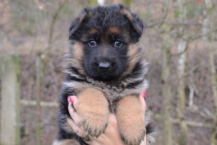 DSC 1006.JPG X