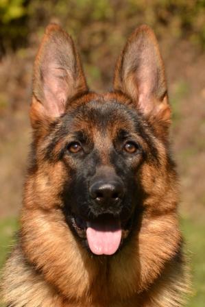 1228.JPG Ziva