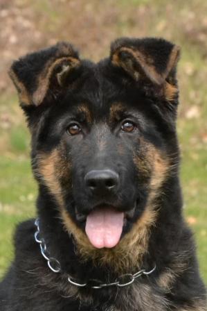461.JPG Coby