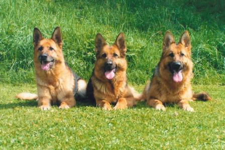 Trio 001